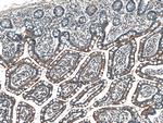 ACE2 Antibody in Immunohistochemistry (Paraffin) (IHC (P))