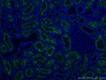 ACE2 Antibody in Immunohistochemistry (PFA fixed) (IHC (PFA))