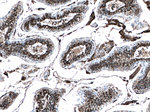 ACE2 Antibody in Immunohistochemistry (Paraffin) (IHC (P))