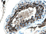 ACE2 Antibody in Immunohistochemistry (Paraffin) (IHC (P))