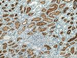 ACE2 Antibody in Immunohistochemistry (Paraffin) (IHC (P))