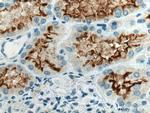 ACE2 Antibody in Immunohistochemistry (Paraffin) (IHC (P))