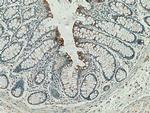 ACE2 Antibody in Immunohistochemistry (Paraffin) (IHC (P))