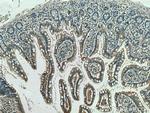 ACE2 Antibody in Immunohistochemistry (Paraffin) (IHC (P))