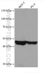 TRIB3 Antibody in Western Blot (WB)