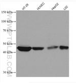 TRIB3 Antibody in Western Blot (WB)