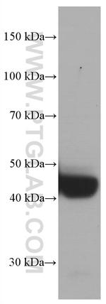 TRIB3 Antibody in Western Blot (WB)