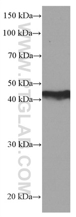 TRIB3 Antibody in Western Blot (WB)