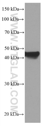 TRIB3 Antibody in Western Blot (WB)