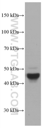 TRIB3 Antibody in Western Blot (WB)