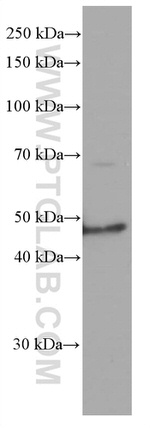 TRIB3 Antibody in Western Blot (WB)