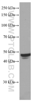 TRIB3 Antibody in Western Blot (WB)