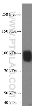 IFNGR1 Antibody in Western Blot (WB)