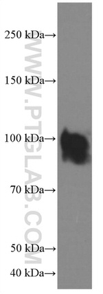 IFNGR1 Antibody in Western Blot (WB)