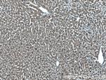 MTAP Antibody in Immunohistochemistry (Paraffin) (IHC (P))