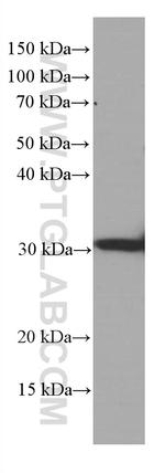 MTAP Antibody in Western Blot (WB)