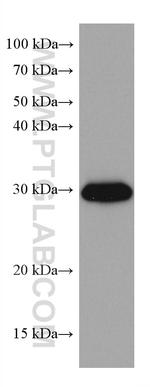 MTAP Antibody in Western Blot (WB)