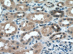 MTAP Antibody in Immunohistochemistry (Paraffin) (IHC (P))