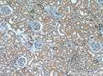 MTAP Antibody in Immunohistochemistry (Paraffin) (IHC (P))