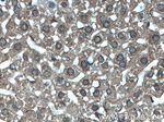 MTAP Antibody in Immunohistochemistry (Paraffin) (IHC (P))