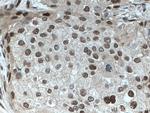 TDG Antibody in Immunohistochemistry (Paraffin) (IHC (P))