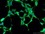 STRAP Antibody in Immunocytochemistry (ICC/IF)