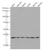 STRAP Antibody in Western Blot (WB)