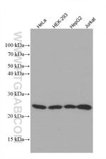 GSTP1 Antibody in Western Blot (WB)