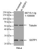 GSTP1 Antibody in Western Blot (WB)