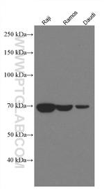 SYK Antibody in Western Blot (WB)