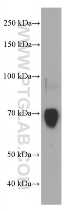 F8 Antibody in Western Blot (WB)