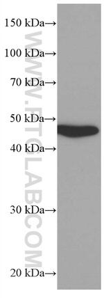 MRPS27 Antibody in Western Blot (WB)