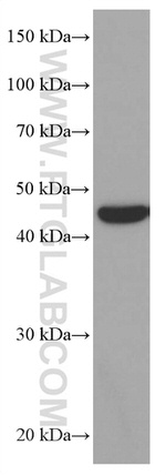 MRPS27 Antibody in Western Blot (WB)