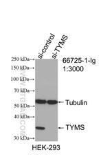 TYMS Antibody in Western Blot (WB)