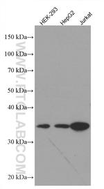 TYMS Antibody in Western Blot (WB)