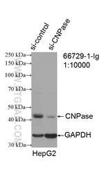 CNPase Antibody in Western Blot (WB)