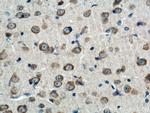 CNPase Antibody in Immunohistochemistry (Paraffin) (IHC (P))