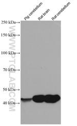 CNPase Antibody in Western Blot (WB)