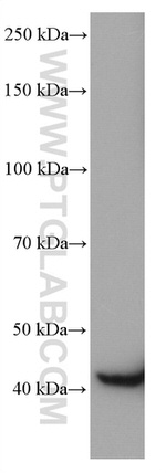 CNPase Antibody in Western Blot (WB)