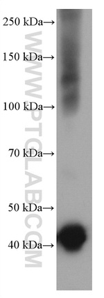 CNPase Antibody in Western Blot (WB)