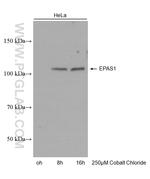 EPAS1 Antibody in Western Blot (WB)