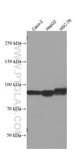 ARNT/HIF1B Antibody in Western Blot (WB)