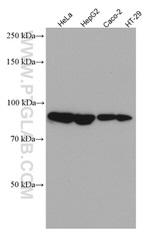 ARNT/HIF1B Antibody in Western Blot (WB)