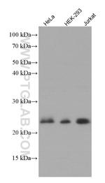 RHOA Antibody in Western Blot (WB)