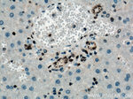 TDP-43 Antibody in Immunohistochemistry (Paraffin) (IHC (P))