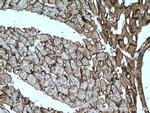 Dystroglycan Antibody in Immunohistochemistry (Paraffin) (IHC (P))