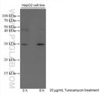 CHOP/GADD153 Antibody in Western Blot (WB)