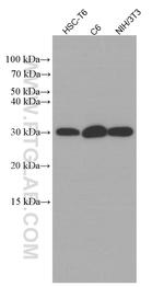 CHOP/GADD153 Antibody in Western Blot (WB)