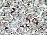 HO-1/HMOX1 Antibody in Immunohistochemistry (Paraffin) (IHC (P))