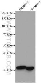 HO-1/HMOX1 Antibody in Western Blot (WB)